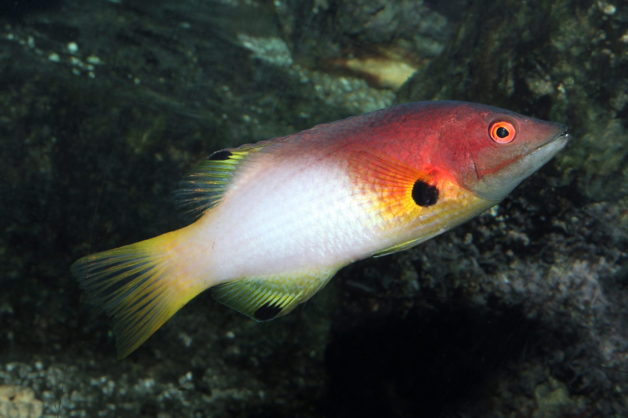 Axilspot Hogfish Fish And Coral Store