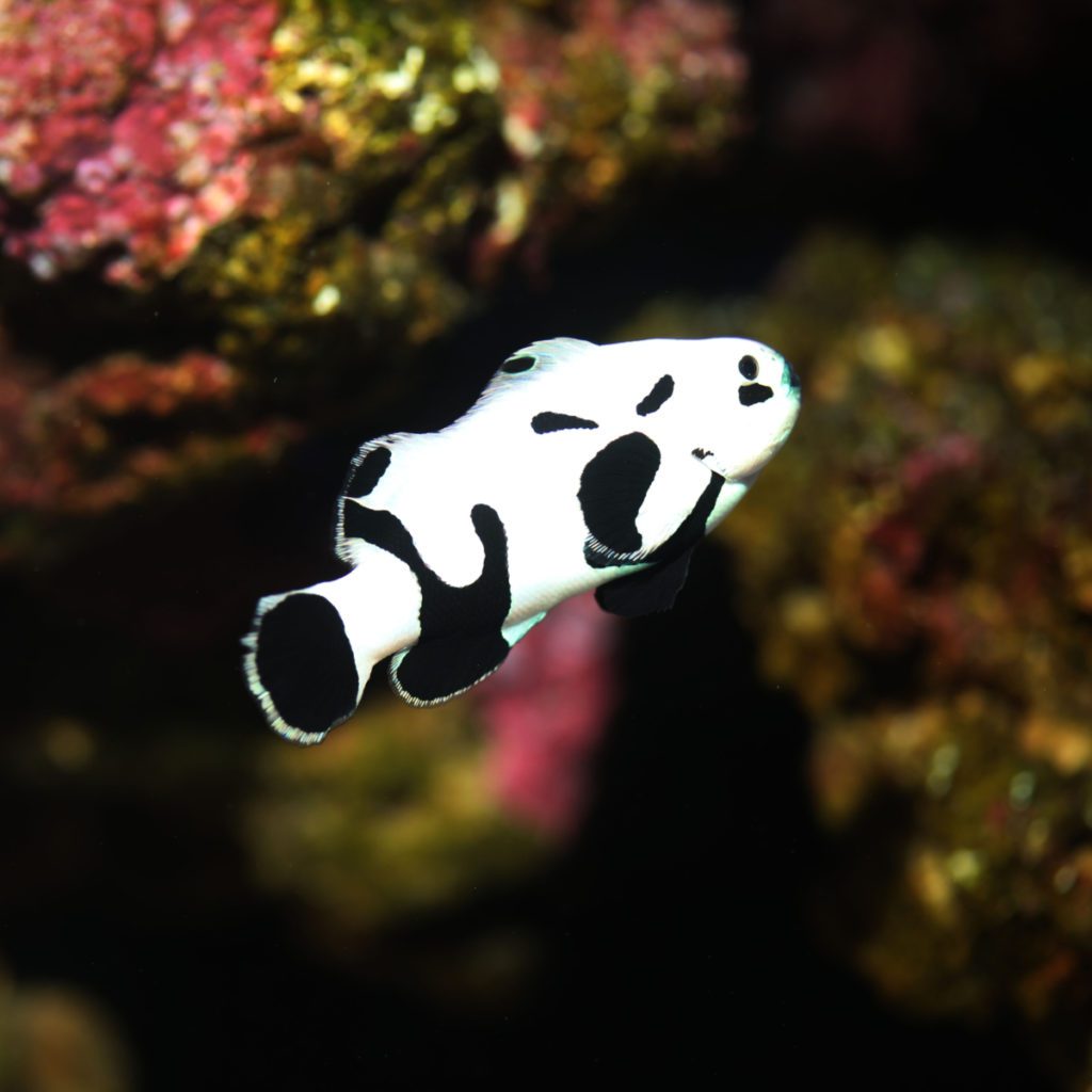 ORA Captive Bred Black Storm Clownfish Fish And Coral Store