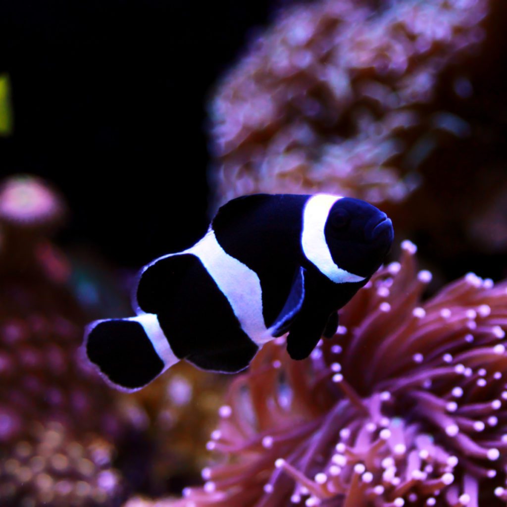 ORA Captive Bred Extreme Misbar Black White Ocellaris Clownfish