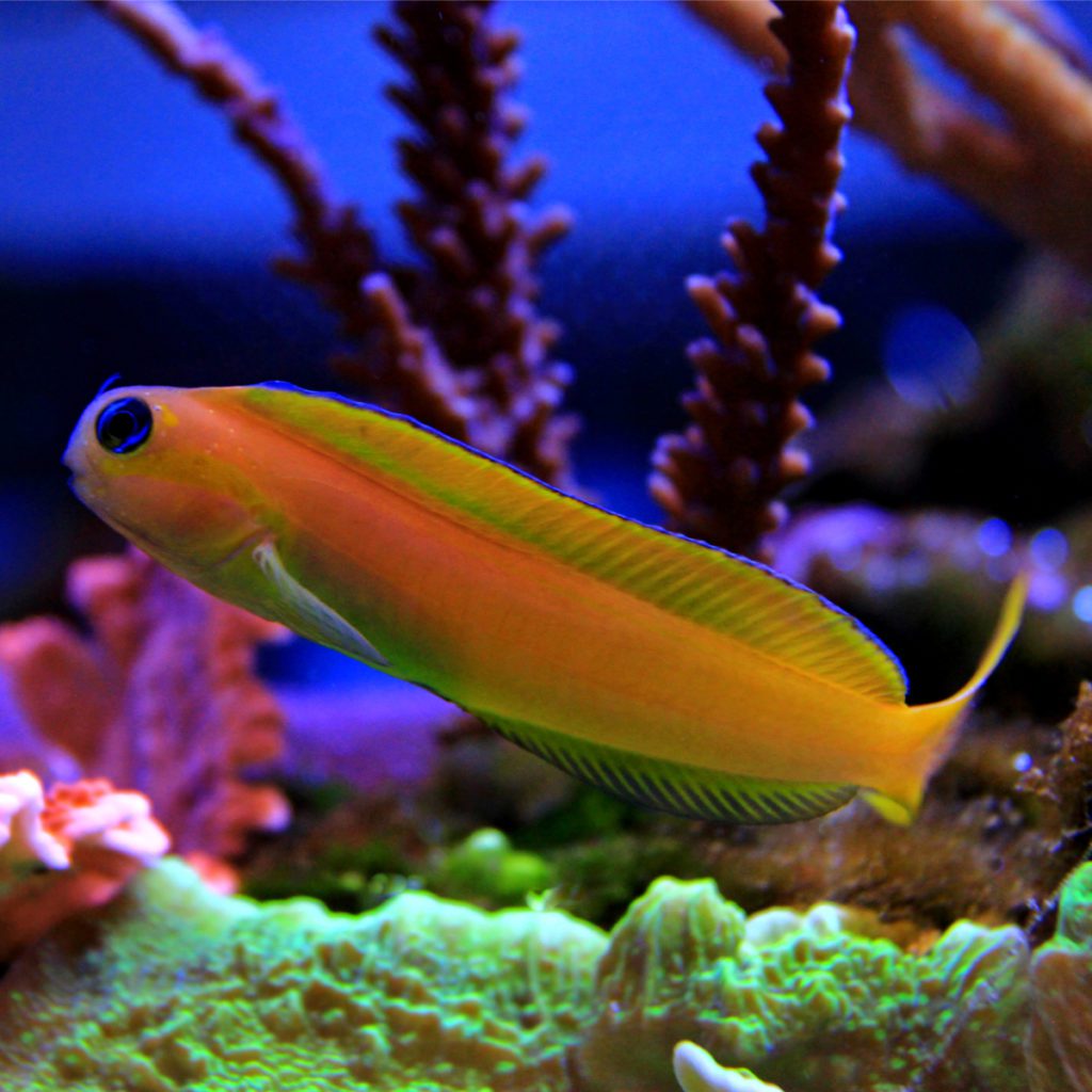 Ember Blenny Fish And Coral Store