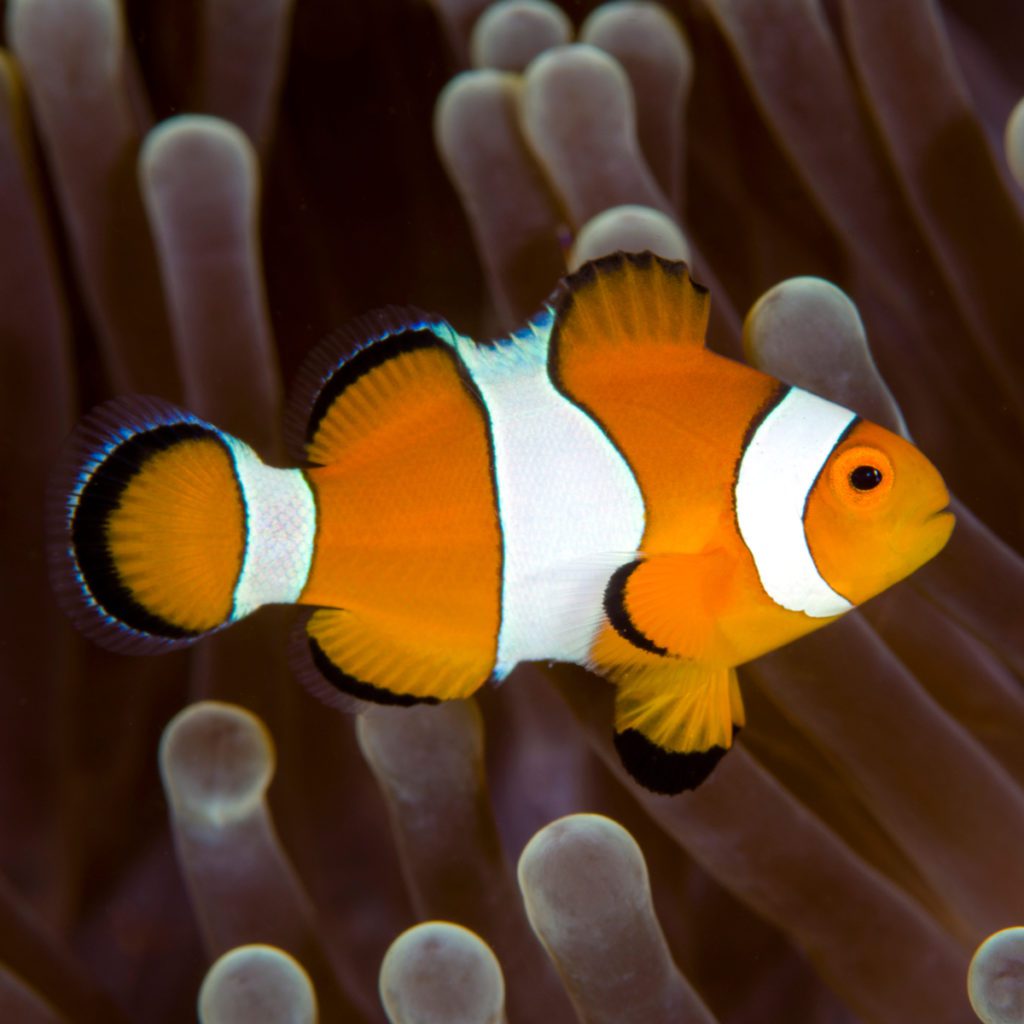 ORA Captive Bred Misbar Ocellaris Clownfish Fish And Coral Store