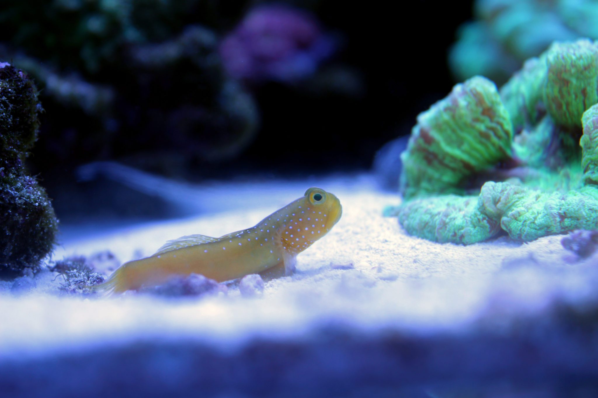 ORA Captive Bred Yellow Watchman Goby Fish And Coral Store