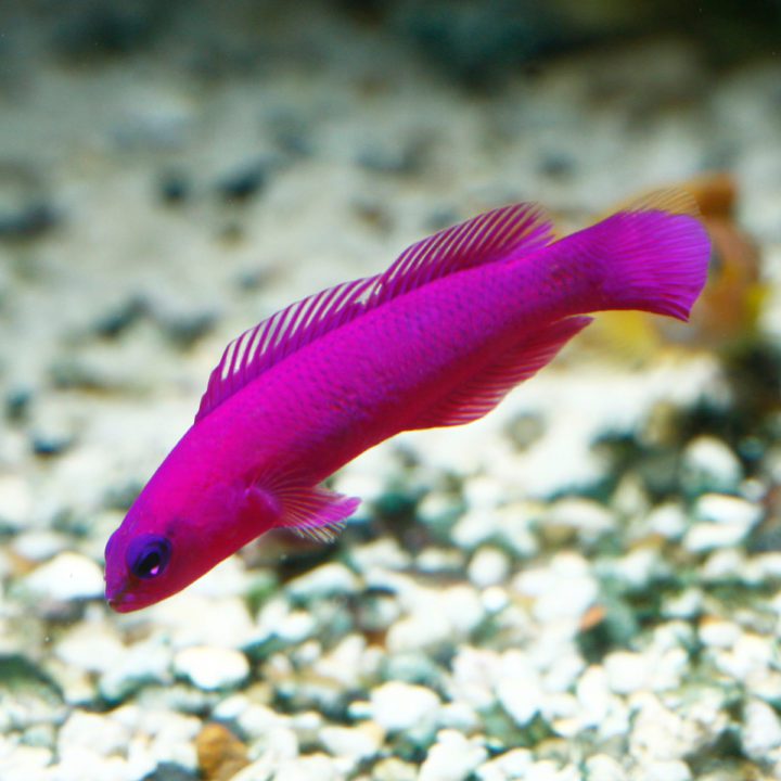 Dottybacks Fish And Coral Store