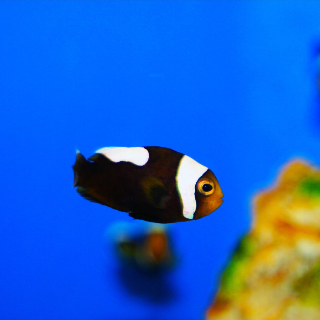 ORA Captive Bred Saddleback Clownfish Fish And Coral Store