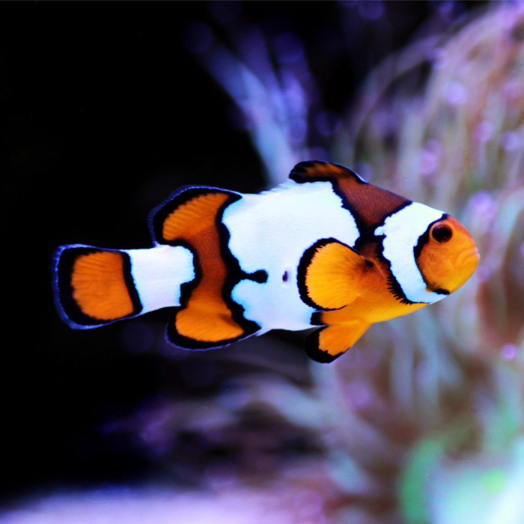 ORA Captive Bred Zombie Clownfish Fish And Coral Store