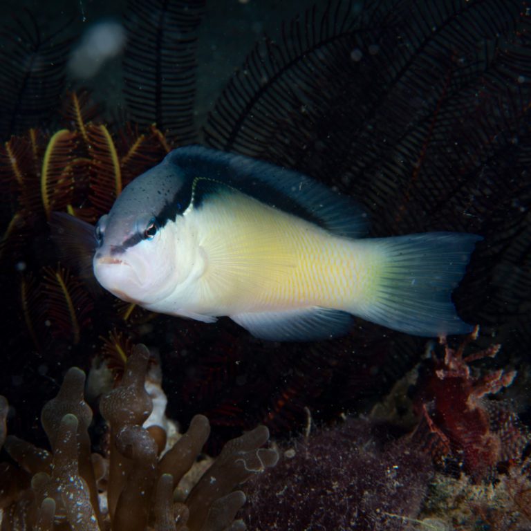 Dottybacks Fish And Coral Store