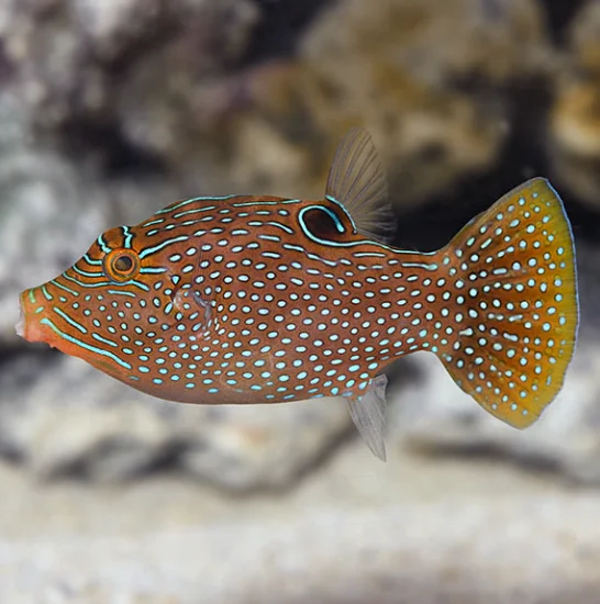 Blue Spotted Puffer swimming