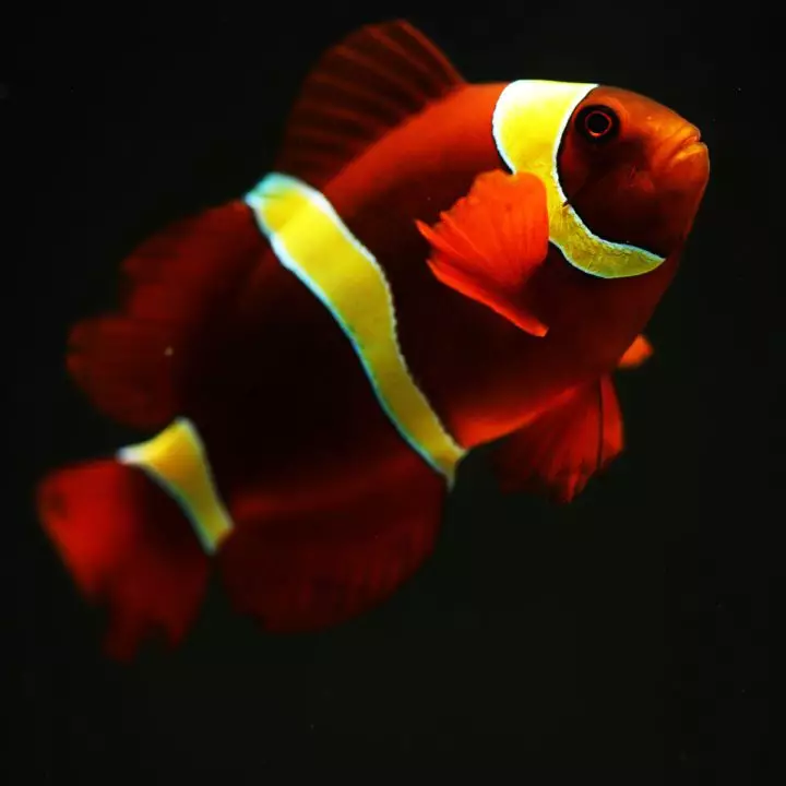 ORA® Captive-Bred Gold Stripe Maroon Clownfish - Fish and Coral Store