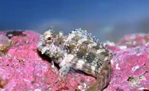 Lawnmower Blenny in its natural habitat