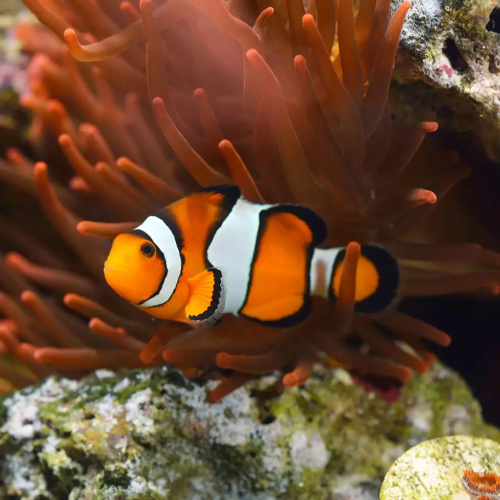 Ora® Captive Bred Ocellaris Clownfish Fish And Coral Store