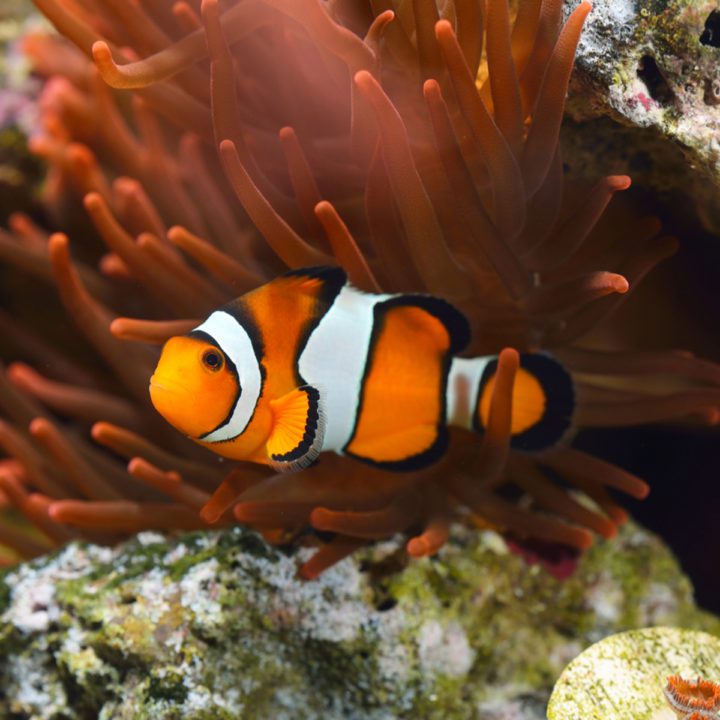 Galaxy Clarkii Clownfish, Captive-Bred - Fish And Coral Store