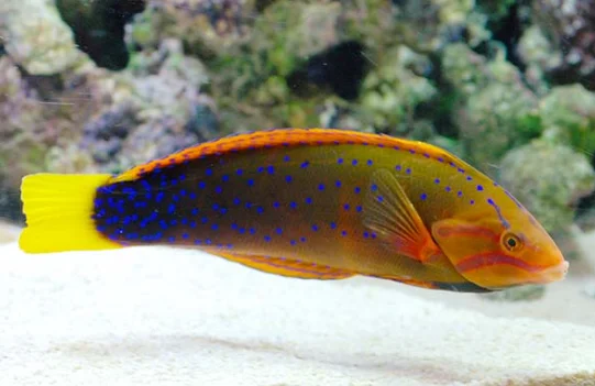 Red Coris Wrasse swimming