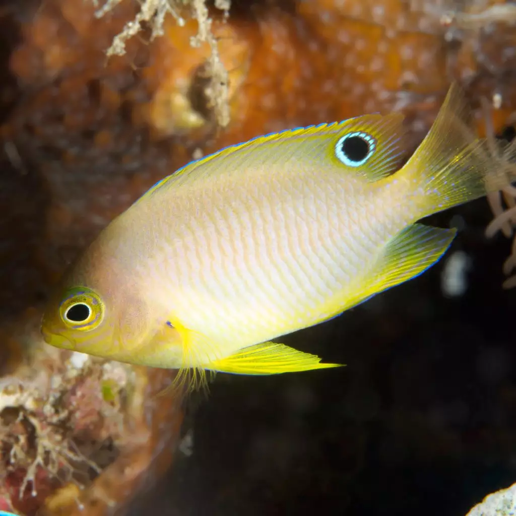 Blue Velvet Damselfish - Fish and Coral Store