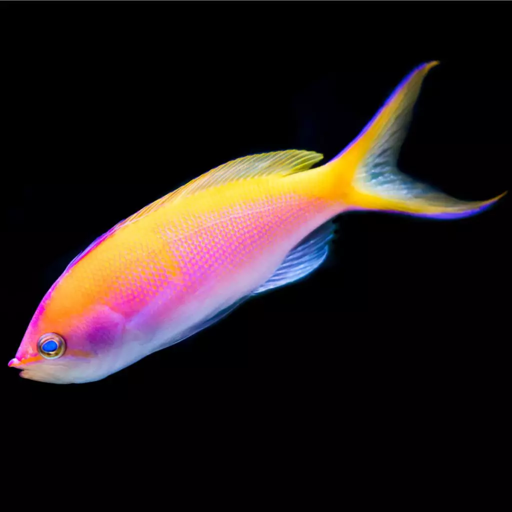 Anthias Fish - Fish and Coral Store