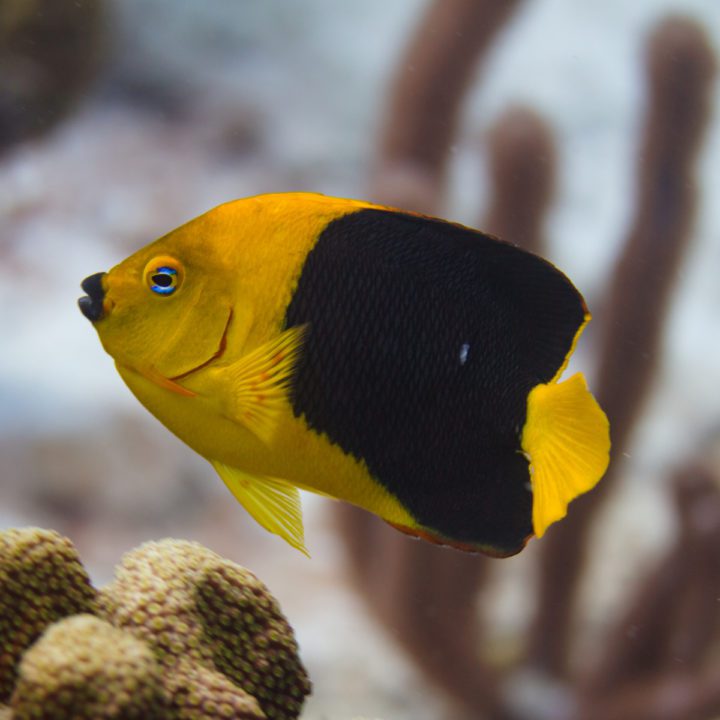 Bicolor Angelfish - Fish and Coral Store