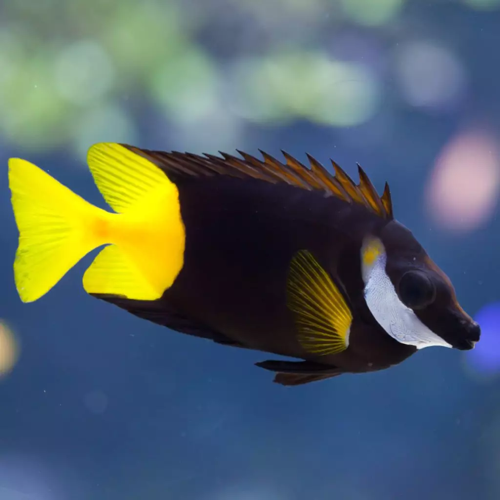 Bicolor Foxface - Fish and Coral Store