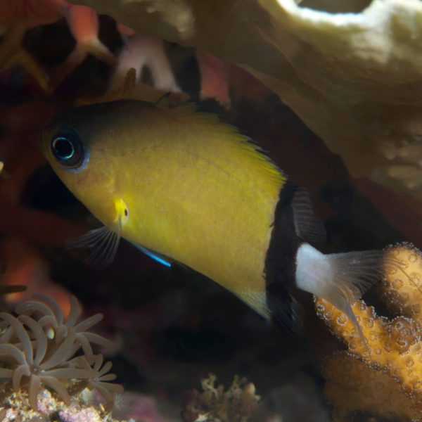 Sunshine Chromis, Purple & Yellow - Fish and Coral Store