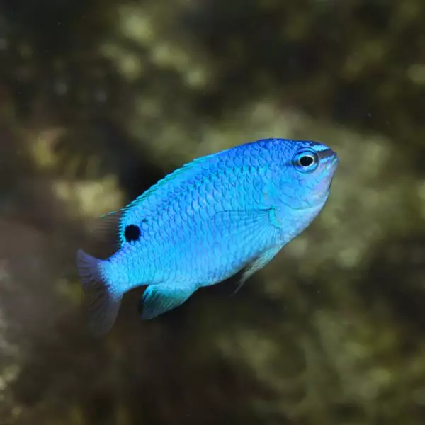 Blue Damselfish - Fish and Coral Store