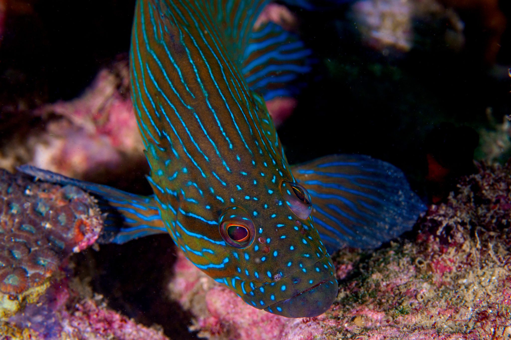 Blue Line Grouper - Fish and Coral Store