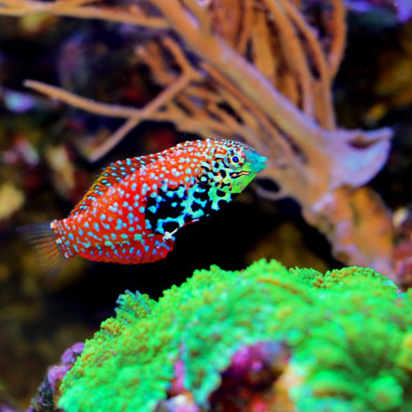 Neon Wrasse - Fish and Coral Store