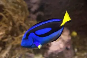 Blue Tang (Hippo) swimming