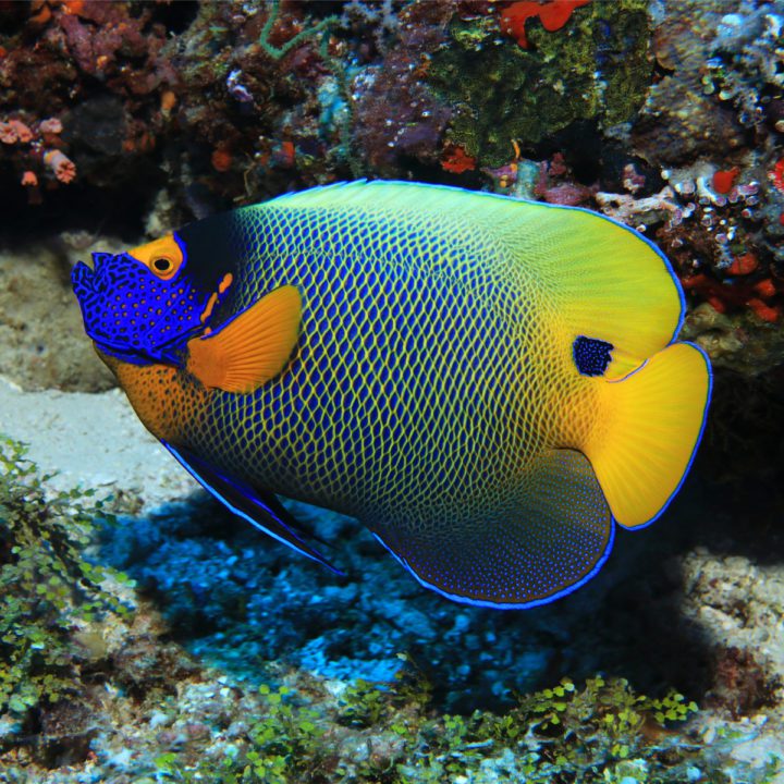 Blueface Angelfish - Fish and Coral Store