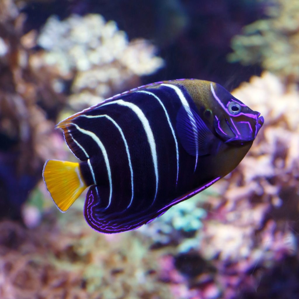 Chrysurus Angelfish - Fish and Coral Store