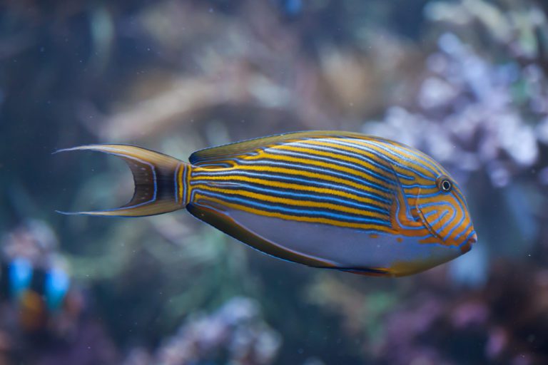 Clown Tang - Fish and Coral Store