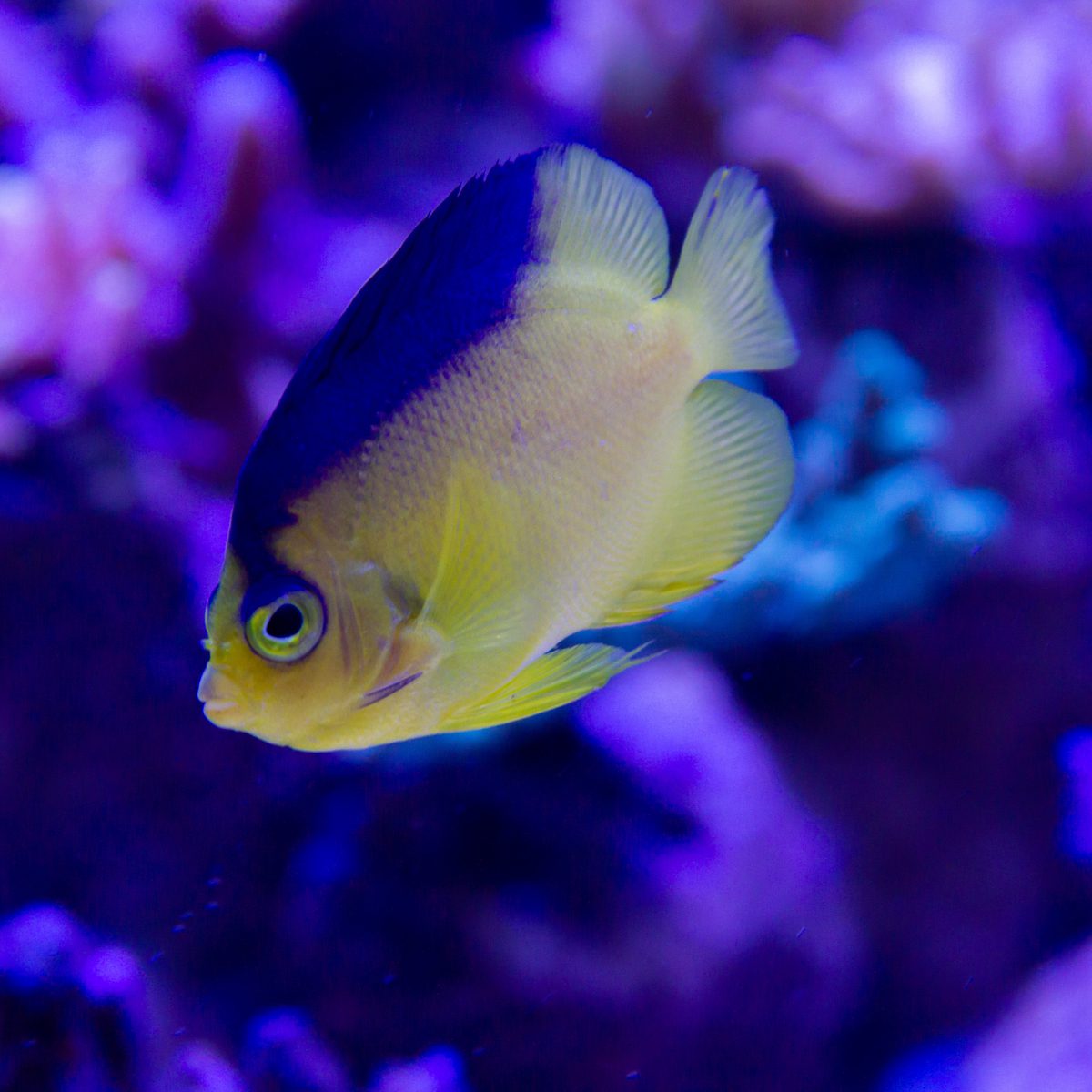 Venustus Angelfish