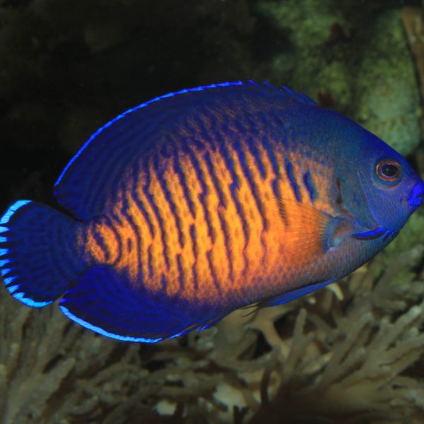 Coral Beauty Angelfish - Fish and Coral Store