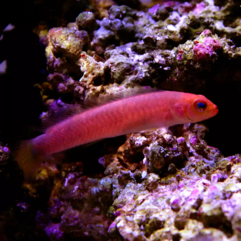 Bicolor Dottyback - Fish and Coral Store