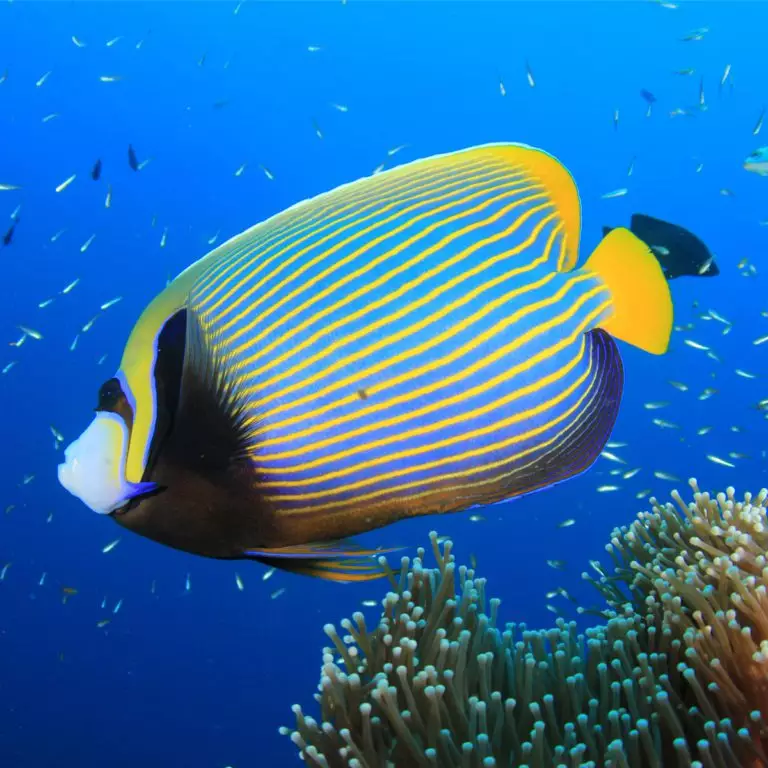 Emperor Angelfish - Fish and Coral Store