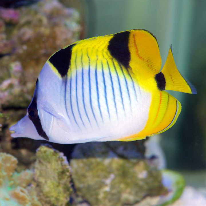 Falcula Butterflyfish - Fish and Coral Store