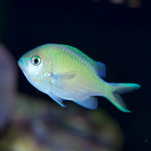 Green Chromis - Fish and Coral Store