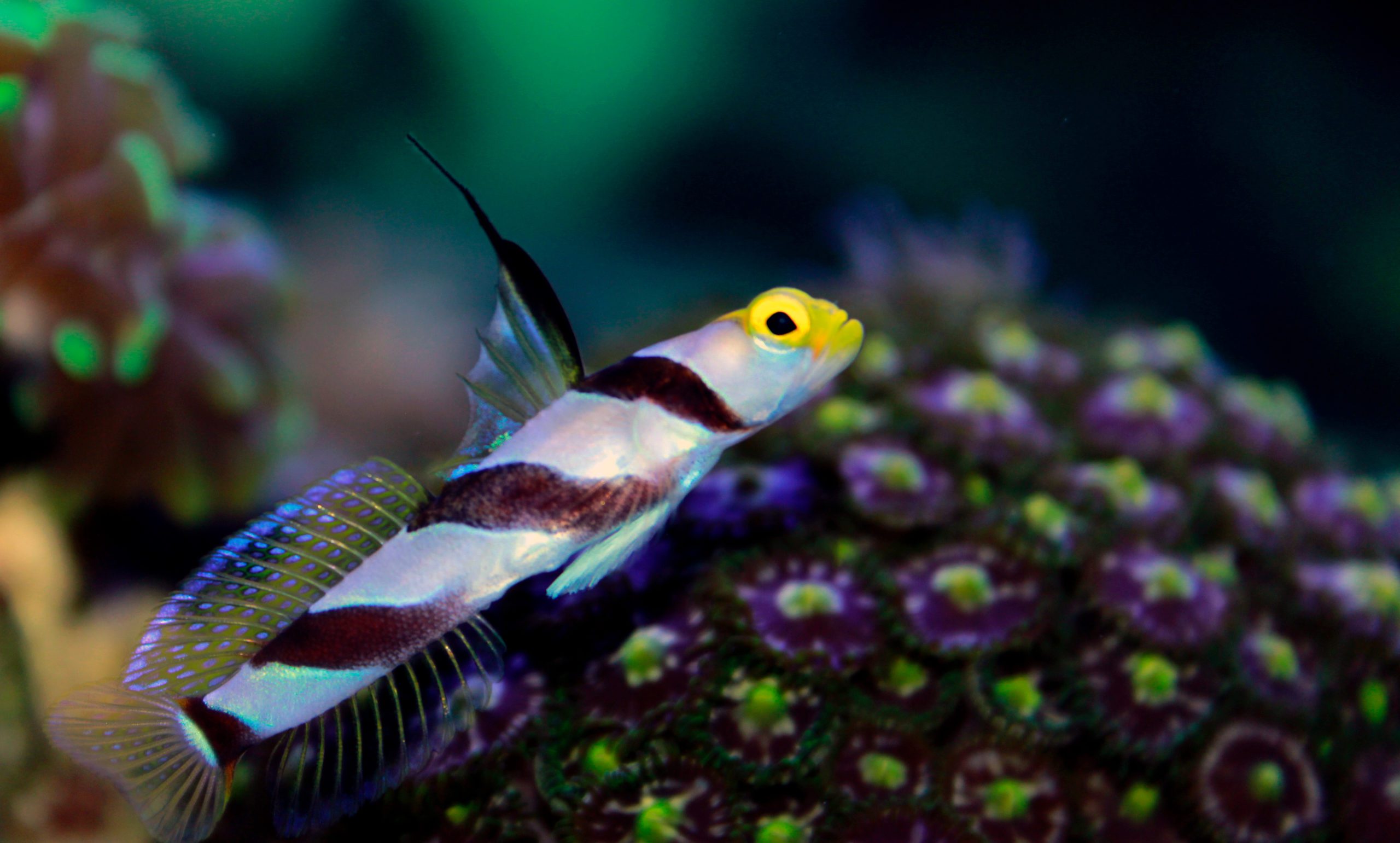 spion Ung dame Relaterede Hi Fin Red Banded Goby - Fish and Coral Store