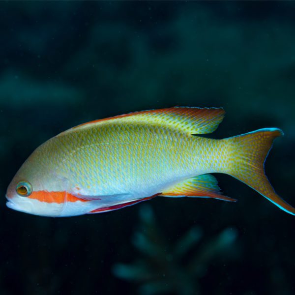 Princess Anthias - Fish and Coral Store