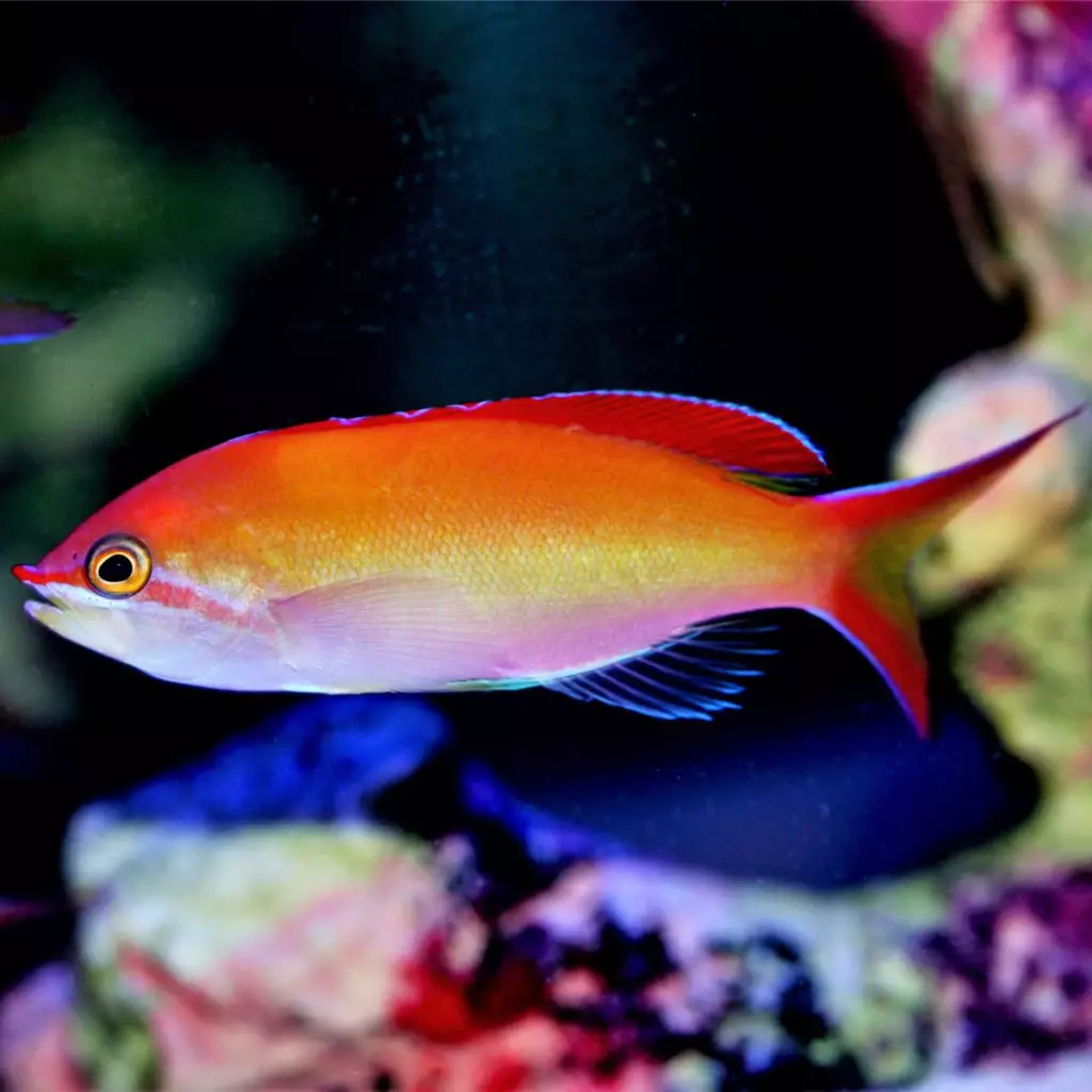 Waitei Anthias - Fish and Coral Store