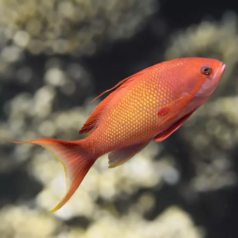 Red Belted Anthias - Fish and Coral Store