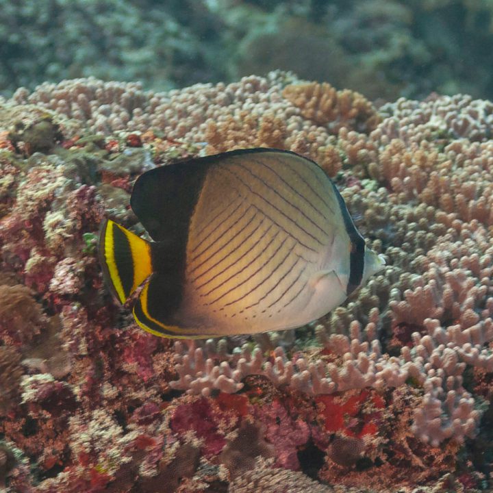 Indian Vagabond Butterflyfish - Fish and Coral Store