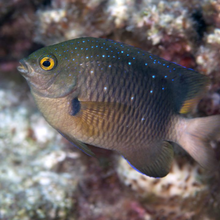 Jewel Damselfish - Fish and Coral Store