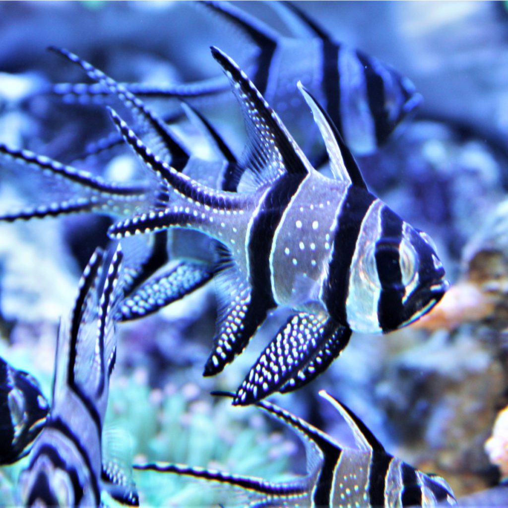 Banner (Bangai) Cardinal - Fish and Coral Store