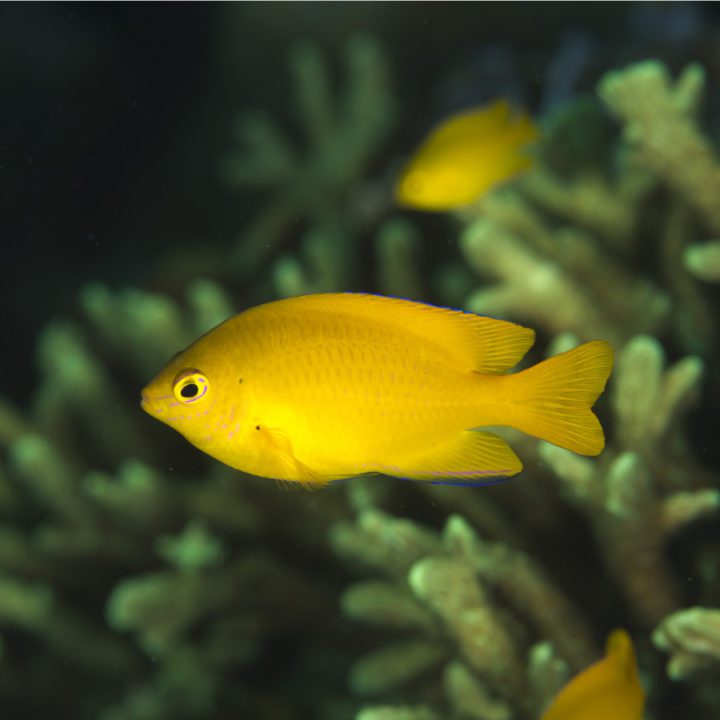 ORA® Captive-Bred Lemon Damselfish - Fish and Coral Store