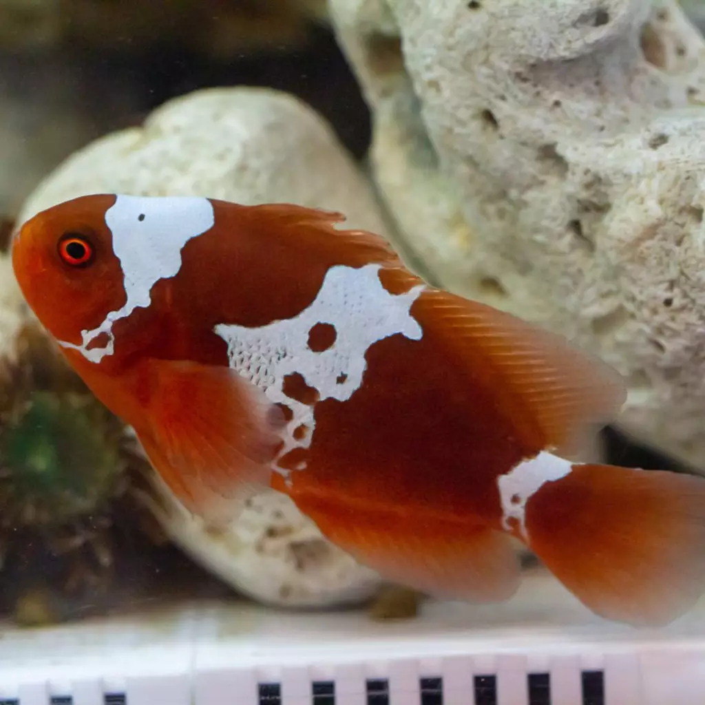 ORA® Captive-Bred Lightning Maroon Clownfish - Fish and Coral Store