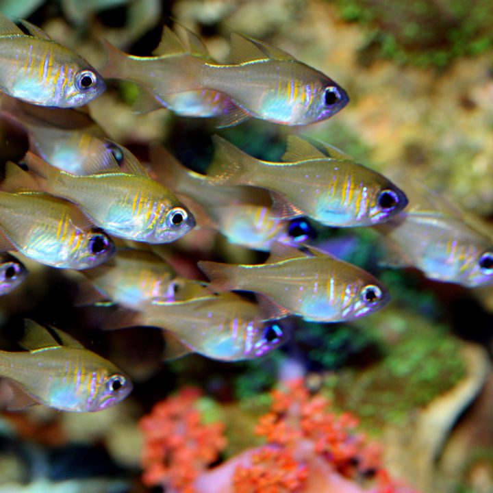 Longspine Cardinalfish - Fish and Coral Store