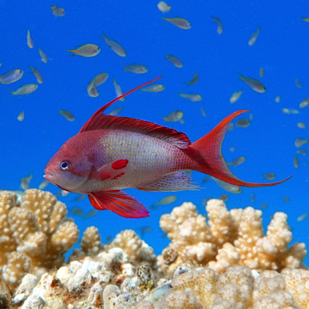 Red-Bar Anthias - Fish and Coral Store