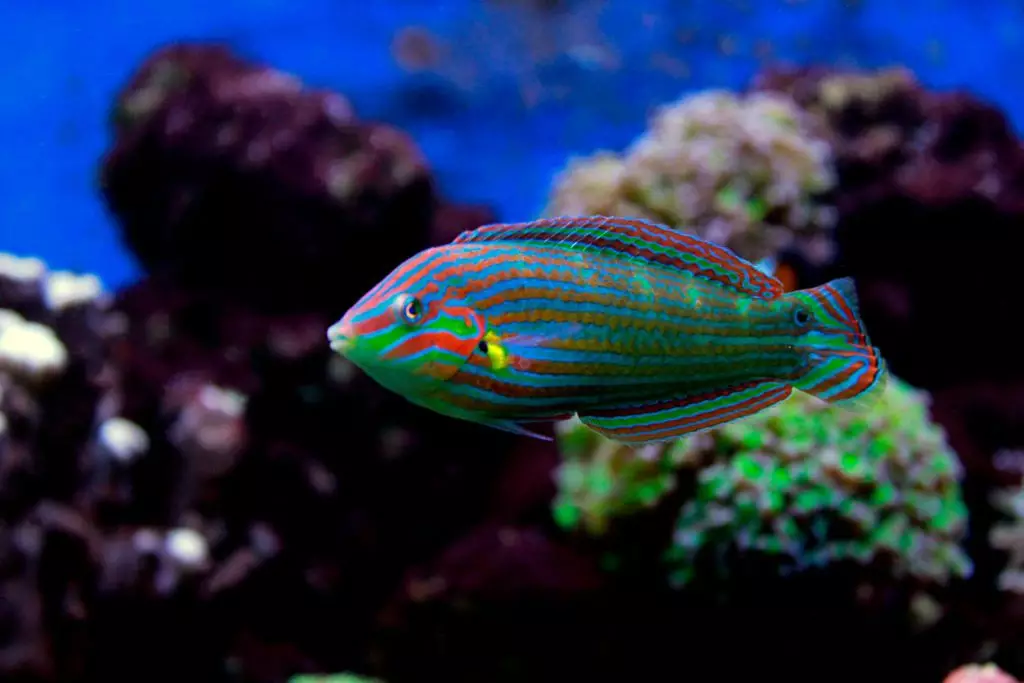 Linespot Flasher Wrasse - Fish and Coral Store