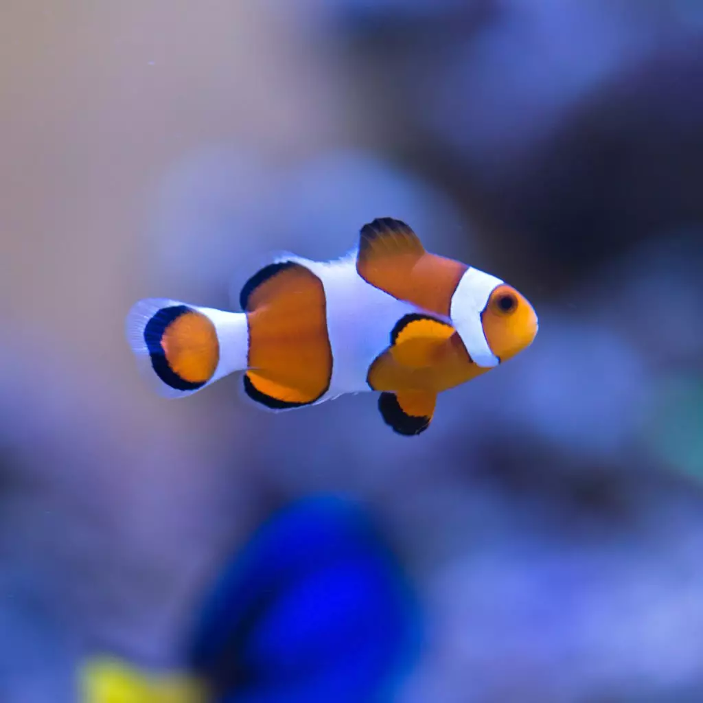 Misbar Onyx Percula Clownfish, ORA® Captive-Bred - Fish and Coral Store