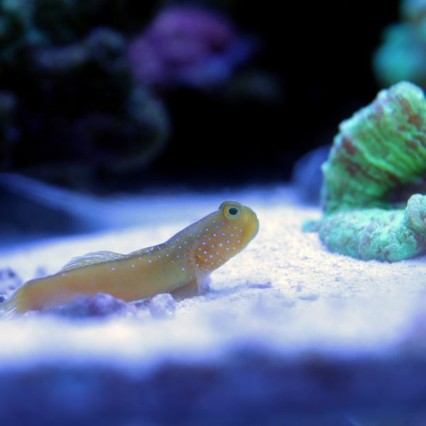 Engineer Goby - Fish and Coral Store