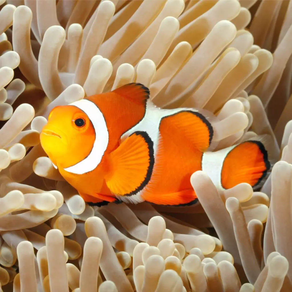 Percula Clownfish, ORA® Captive-Bred - Fish and Coral Store