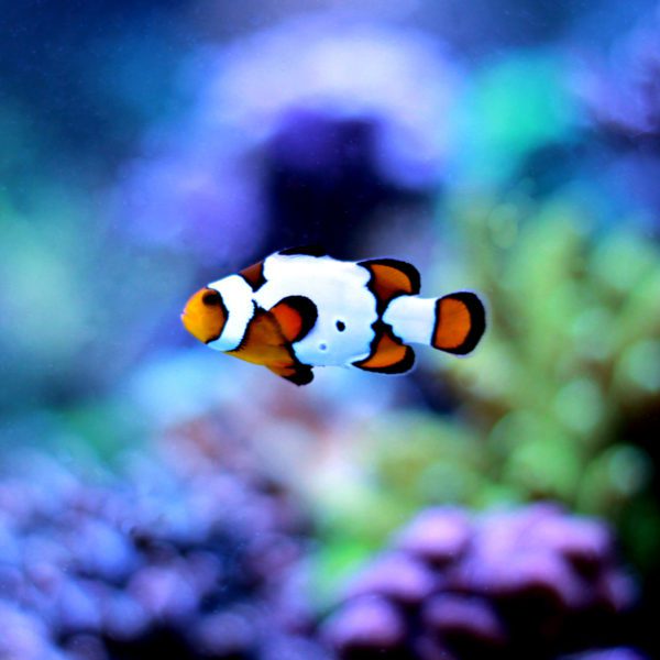 ORA® Captive-Bred Picasso Percula Clownfish - Fish and Coral Store